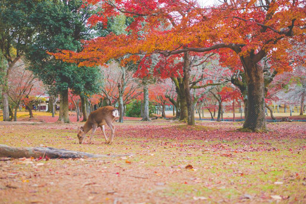 日韓旅游