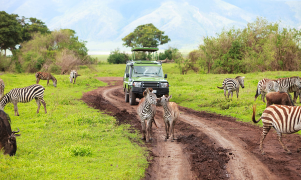 肯尼亞10天深度動物追逐之旅（成都起止/生命的遷徙）